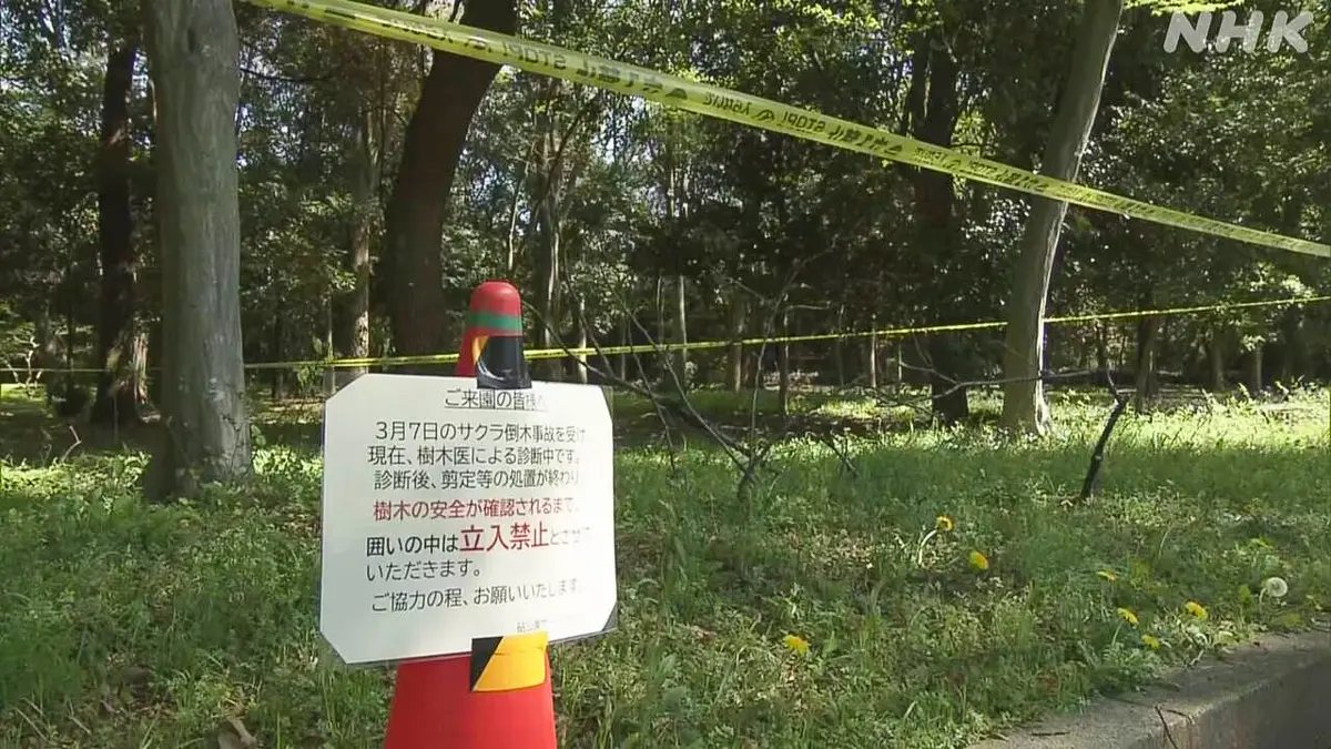 東京都　公園で倒れそうな木を調べている