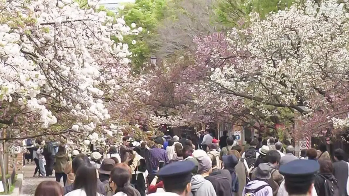 大阪　造幣局で140種類の桜を楽しむことができる